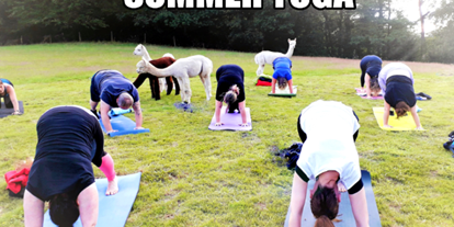 Yogakurs - geeignet für: dickere Menschen - Deutschland - Alpakas mögen Yoga und sind immer neugierig , was du machst.. - Yoga in der Natur , Outdoor Yoga