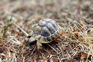 Yogaevent: Überall findet man Landschildkröten - Segeln und Yoga Retreat Kroatien 2022